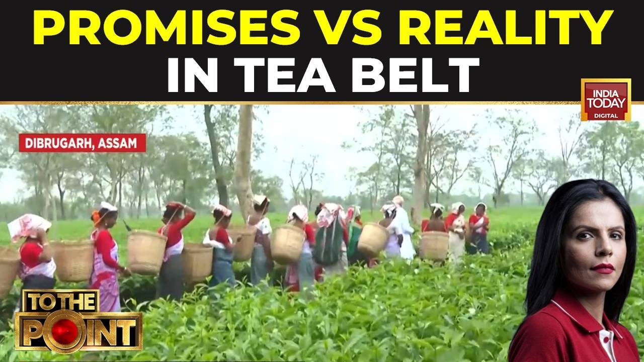 Assam Tea Garden Workers Demand Rs 500 Daily Wage, Scheduled Tribe Status Ahead Of Elections