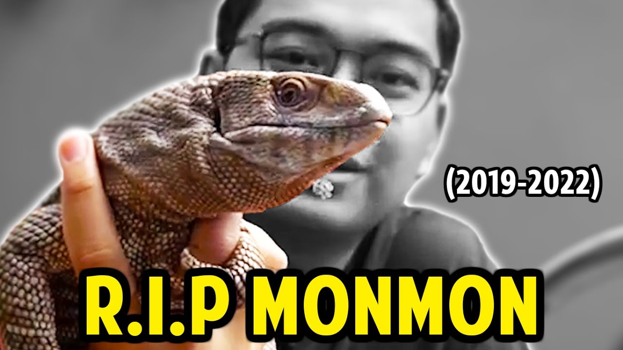SELAMAT JALAN MONMON... MAAFIN KITA YA... | R.I.P. SAVANNAH MONITOR...