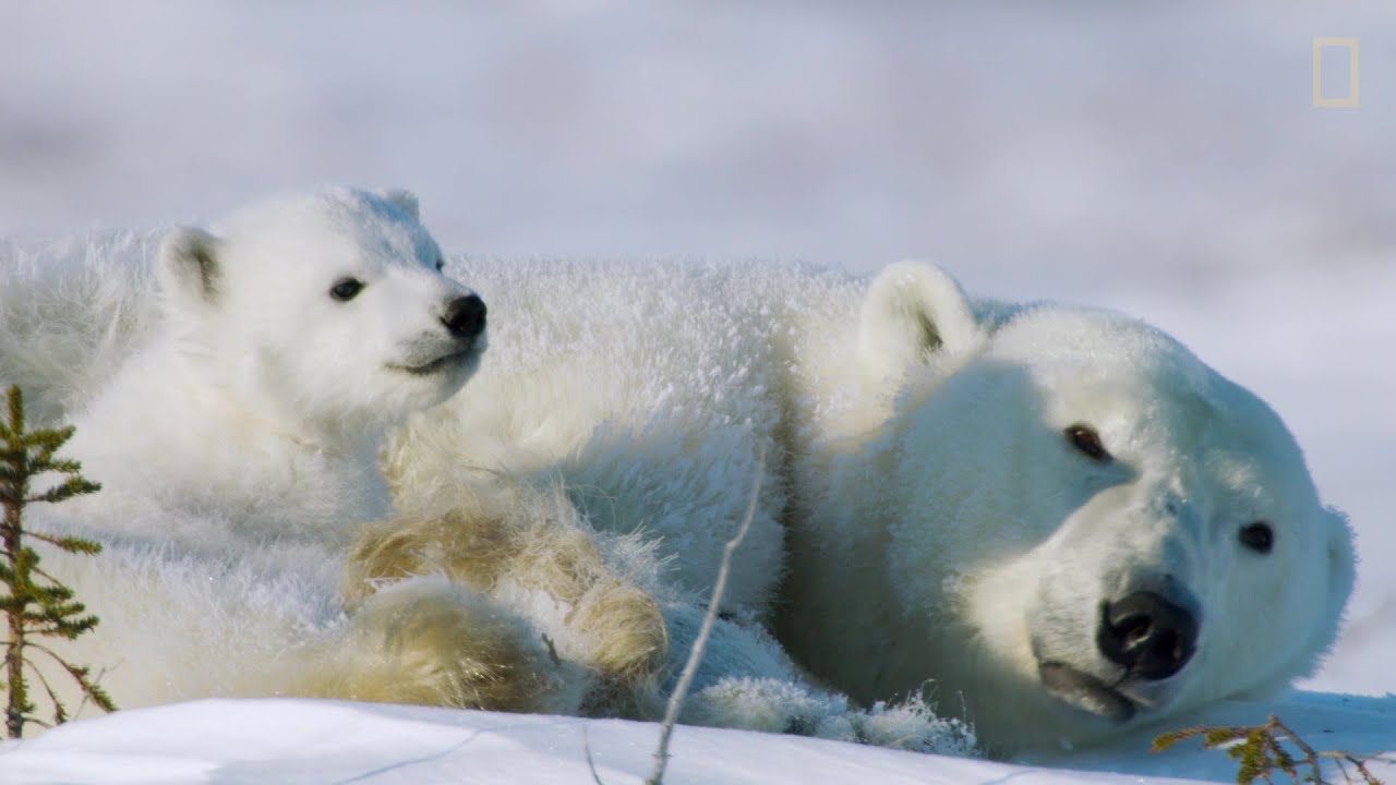 Wild Life con Bertie Gregory, Ep. 4: la lotta per la sopravvivenza di un cucciolo di orso polare