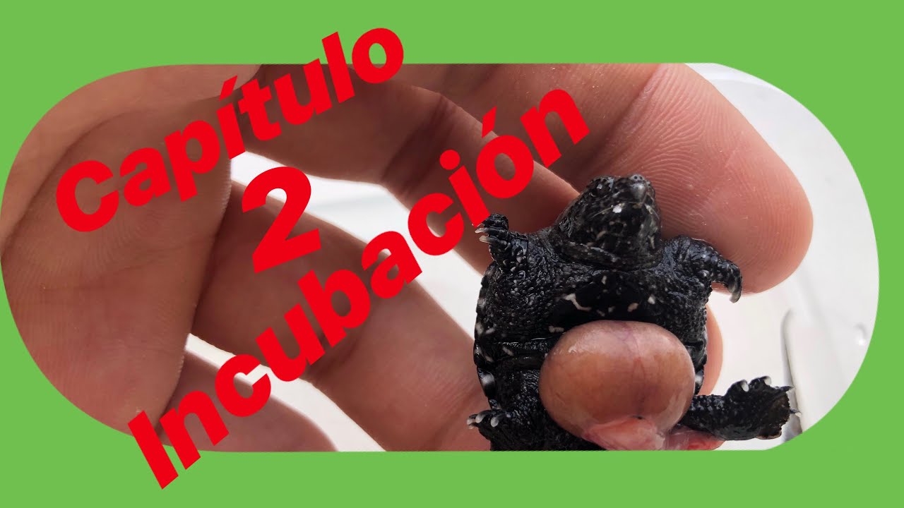 Chelydra Serpentina INCUBACIÓN  (Tortuga Lagarto) Capitulo 2 (BichosYmonstruitos) 🐢🐢