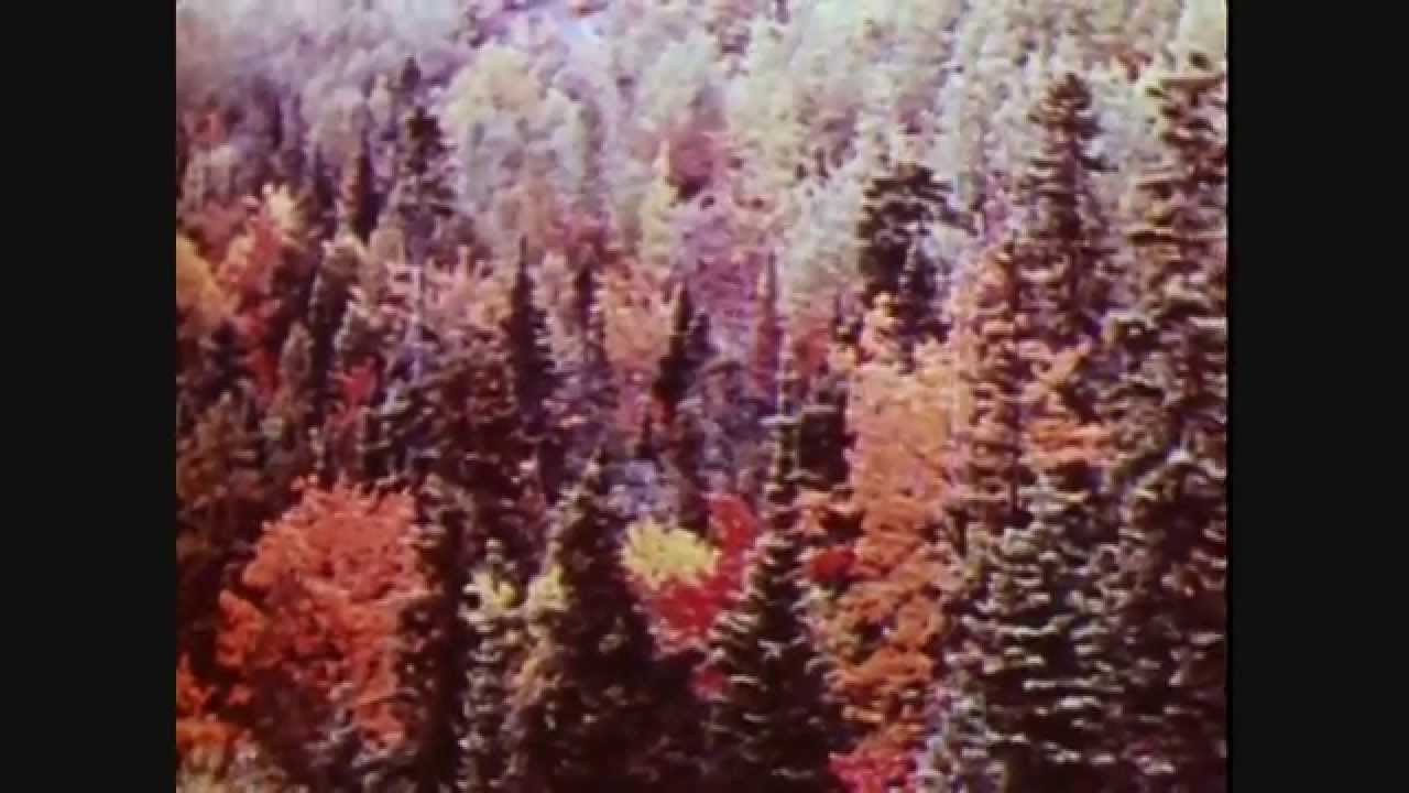 Magic Castles 'Ballad of the Golden Bird'
