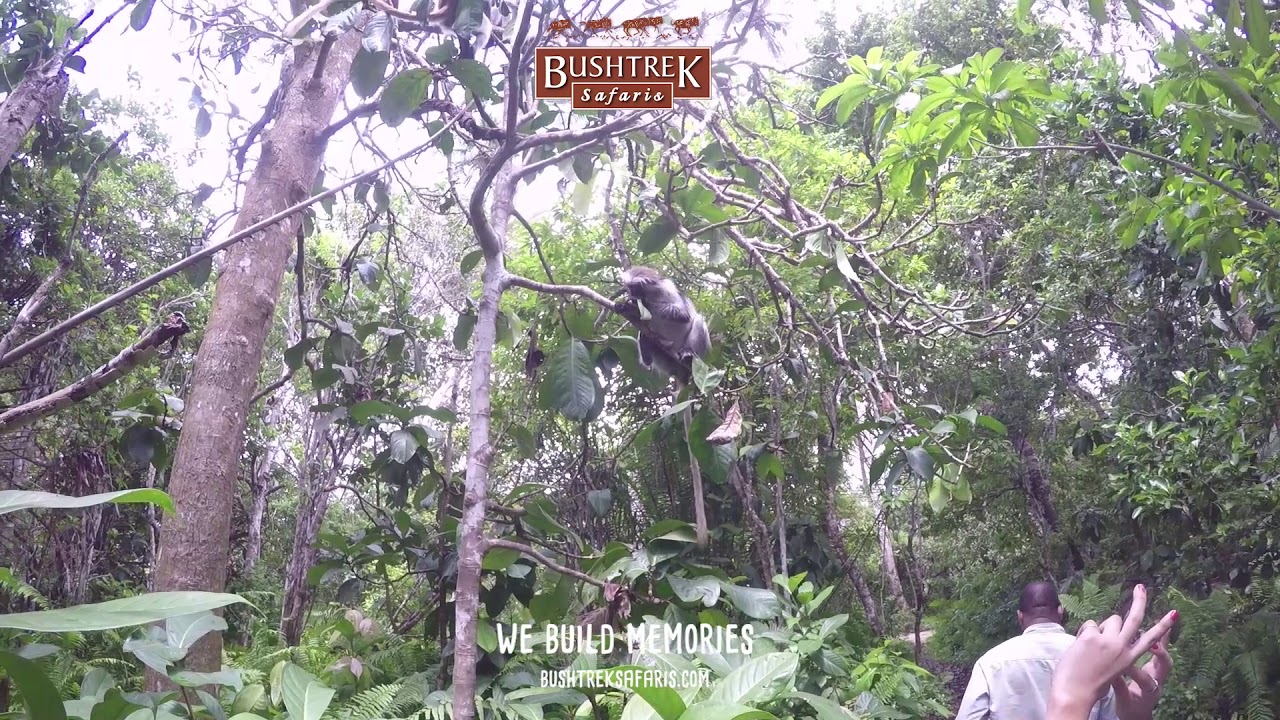 Red colobus monkeys of Zanzibar Island