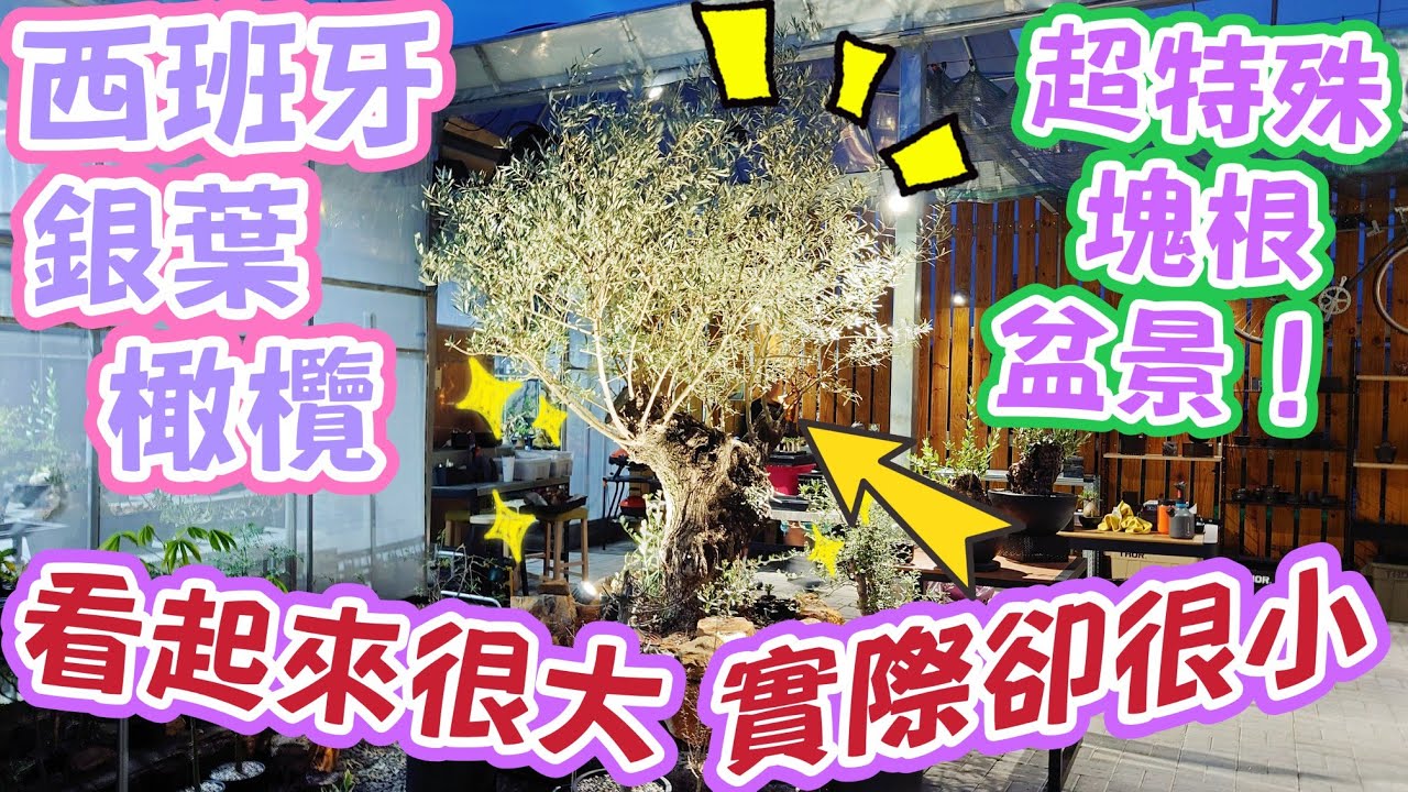 ［跟著阿郁逛］西班牙銀葉橄欖小盆景#bonsai#plants#caudex#succulent#agave#adenium#塊根植物#塊根#沙漠玫瑰#多肉植物#多肉#龍舌蘭#潮流#盆栽#植物燈#庭園