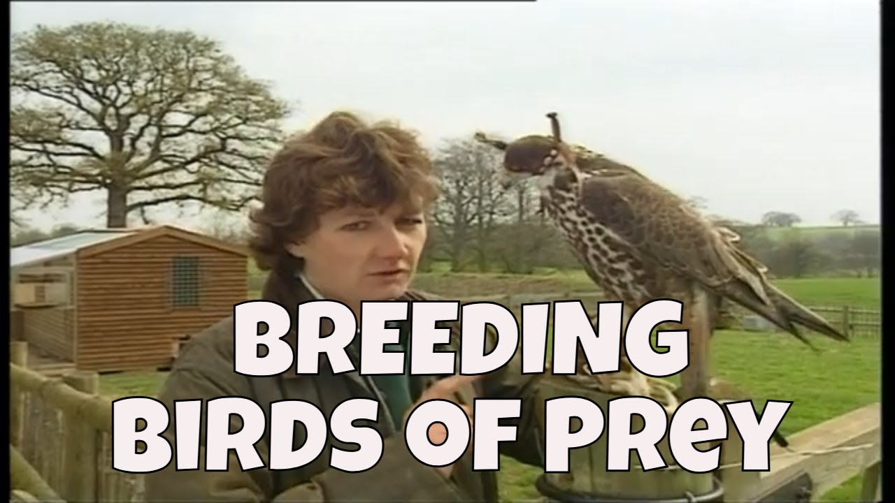 Jemima Parry Jones - BREEDING BIRDS OF PREY