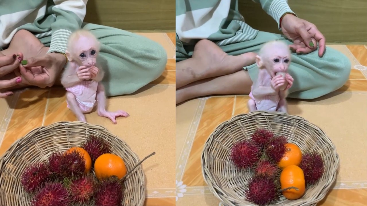 Snack Time! Tiny Baby in a Diaper Discovers a Giant Fruit Basket 🥰