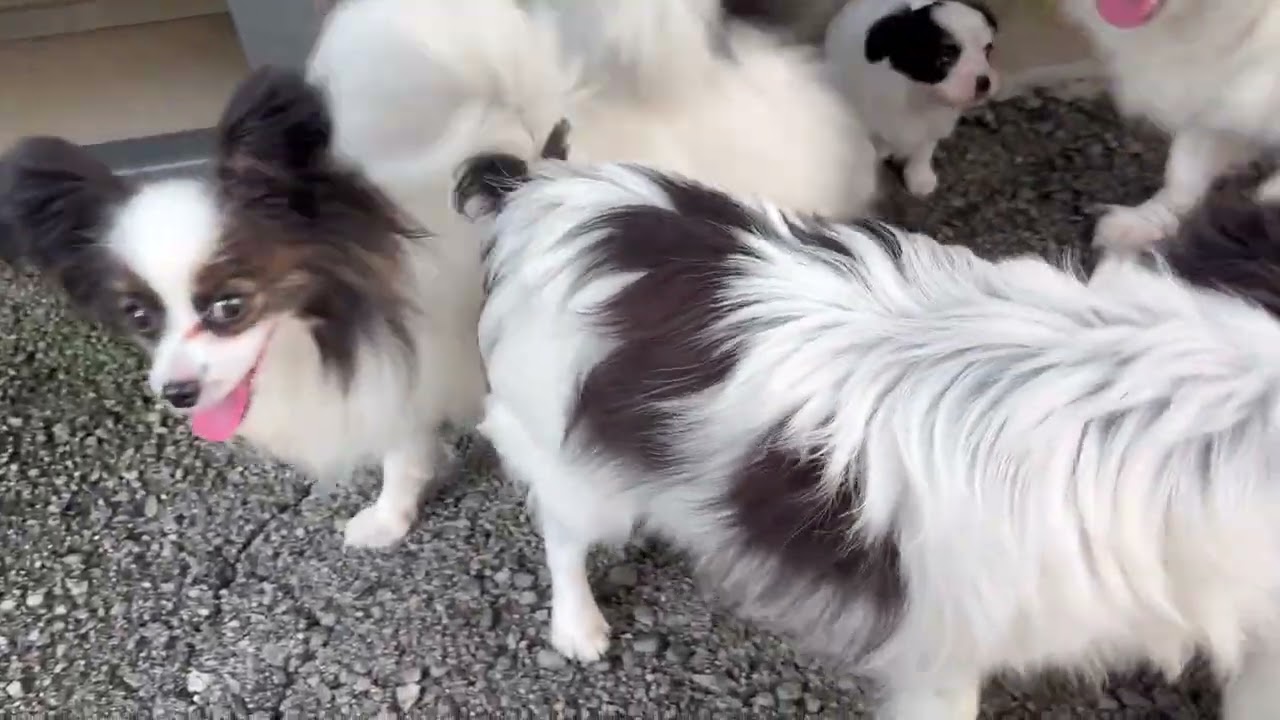 パピヨン・ドラミの出産2025 7 26　４頭の子犬たちの巣立ちまで。