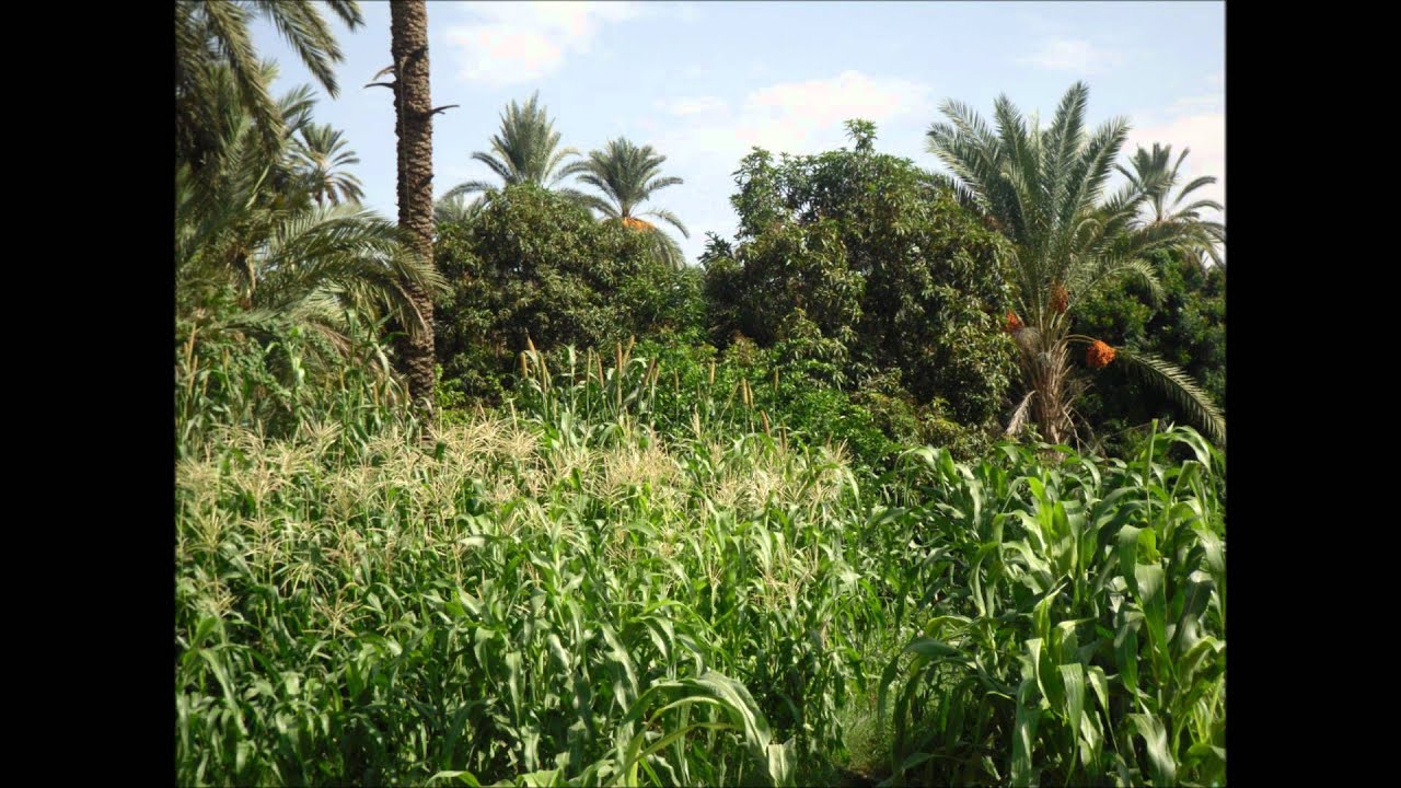 مدينة كتم العريقة1.