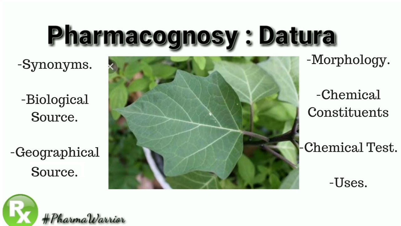 Pharmacognosy of Datura Leaf | Datura Metel | Explanation | PharmaWarrior