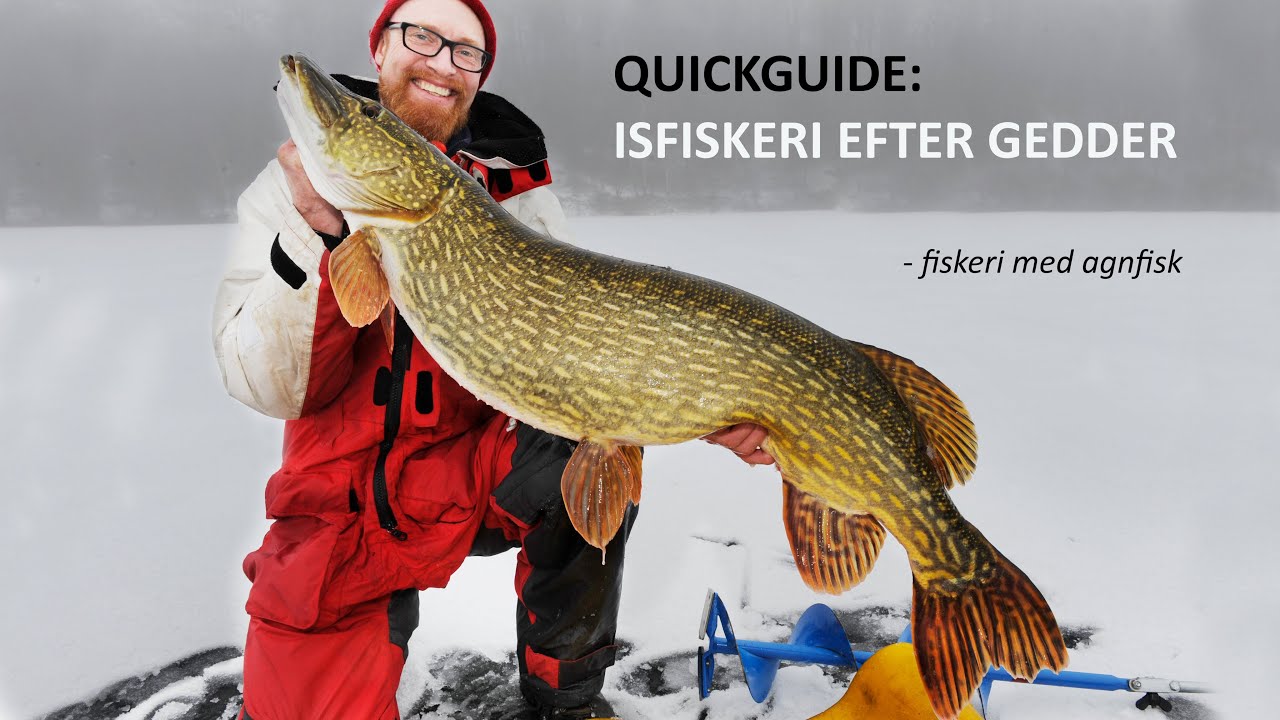 Isfiskeri efter gedder med agnfisk