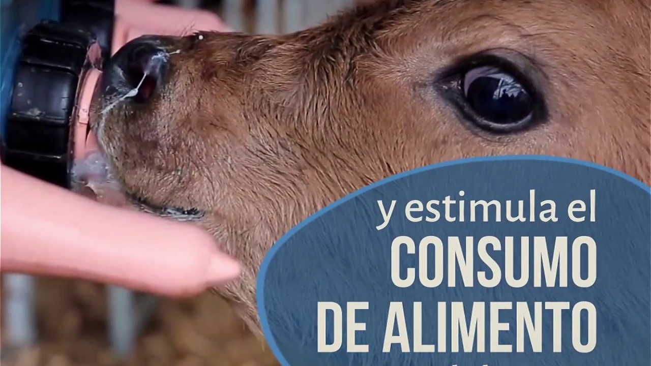 Conoce la importancia del calostro en los becerros
