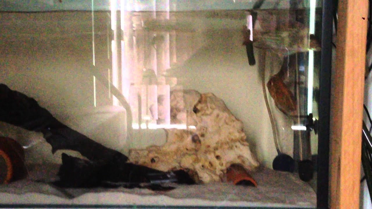 Geophagus Red horseface Breeding behaviour