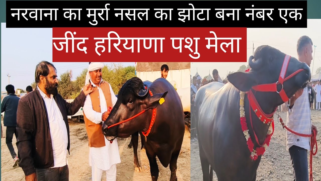 Animal Mela Anoopgarh Jind Haryana 