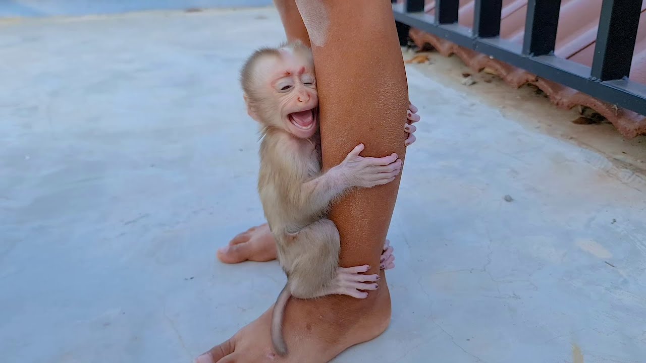 Terrible cry - Monkey Baby Riki Cries Loudly Because Dad left it