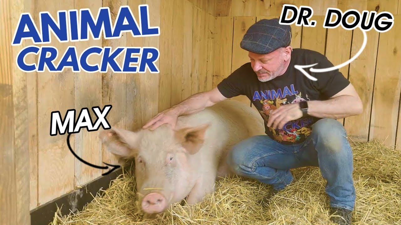 MAX fell off TRUCK going to SLAUGHTER! ~ Second Visit w/ the ANIMAL CRACKER  🐾