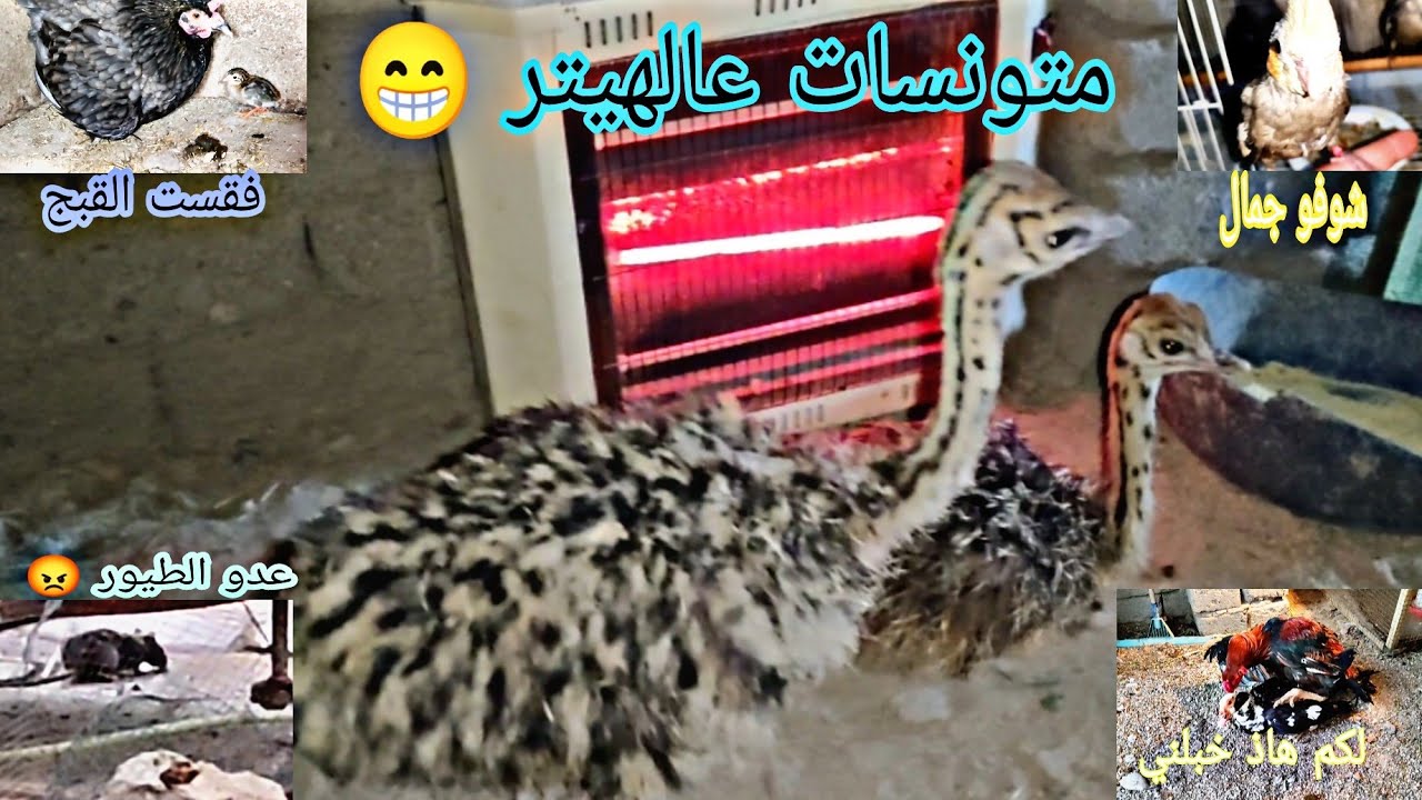 روتين يومي  في المزرعه 🥰تهجين الهراتي والبط 😱A full day on the farm😍