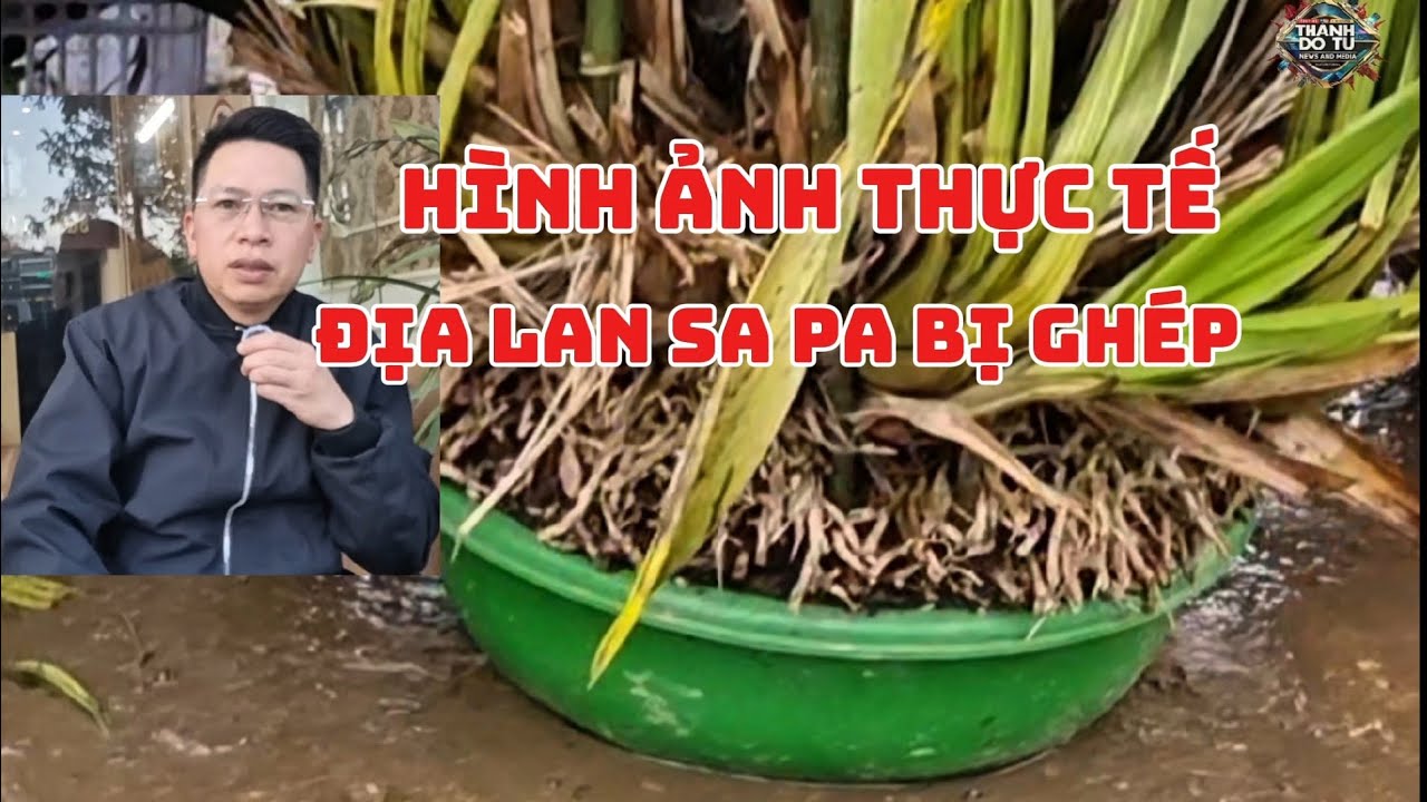 Địa lan sa pa bị ghép - dấu hiệu nhận biết #địalan #nongnghiep #dialan 