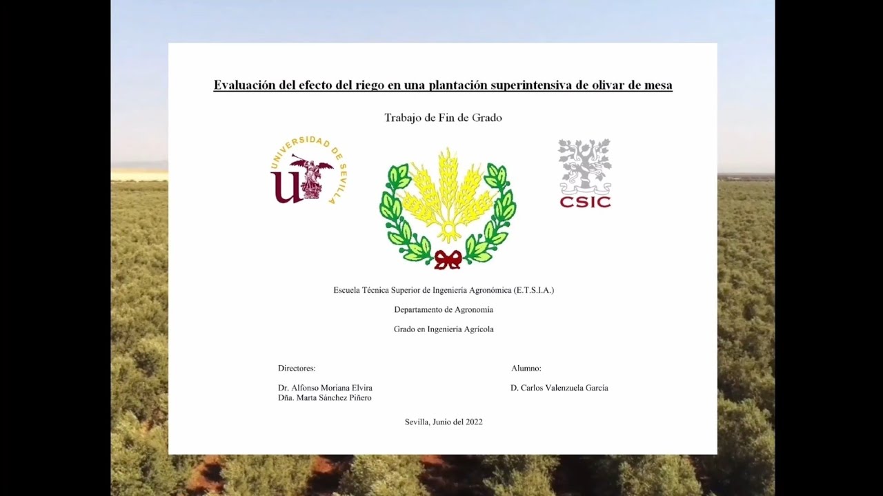 TFG: El Riego Deficitario del Olivar Superintensivo para Aceituna de Mesa