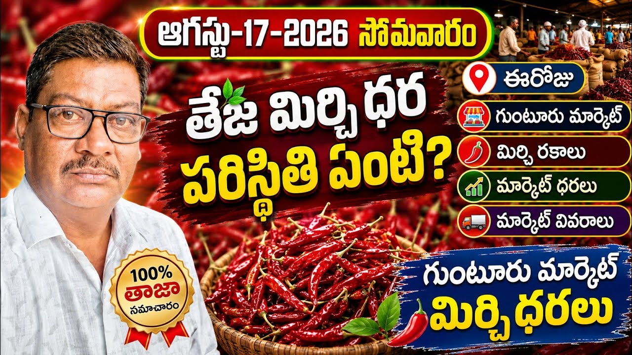 17-AUGUST-2026 GUNTUR MARKET MIRCHI PRICE|గుంటూరు  మార్కెట్ మిర్చి ధరలు|మార్కెట్ పరిస్థితులు ఇలా