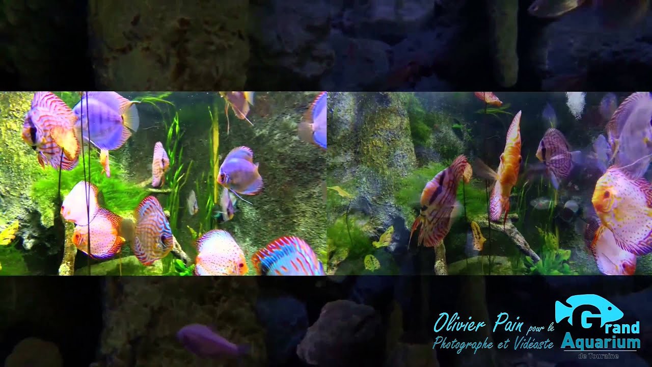 Vidéo sous marine de l'Aquarium de Touraine par Olivier pain reporter photographe-videaste à Tours