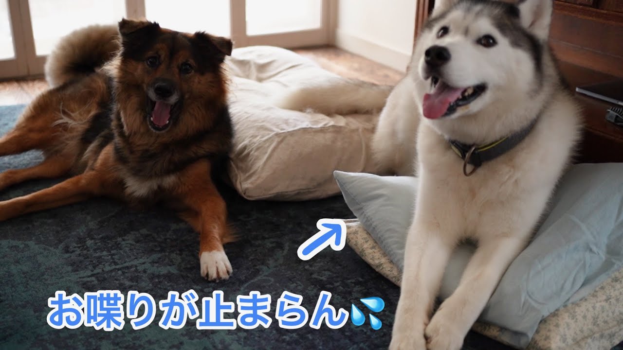 とうとう普通に人間の会話を始めたハスキー