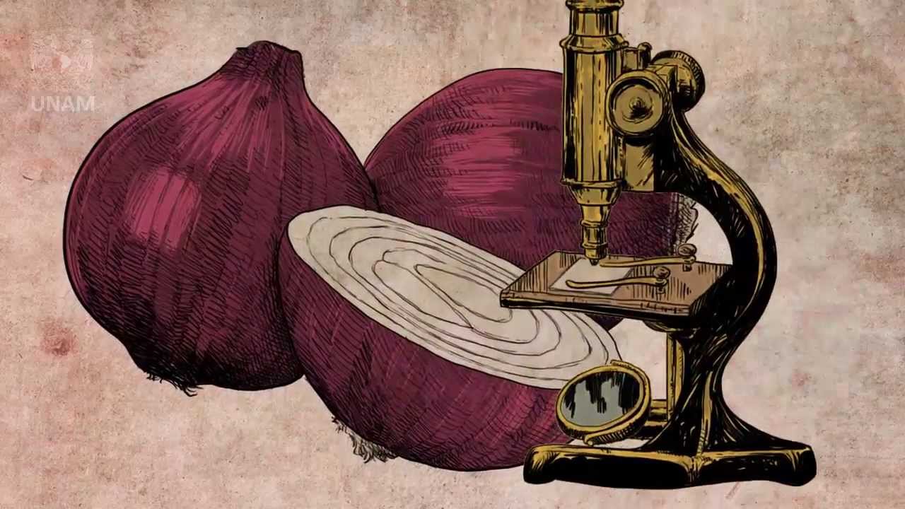 Postulados de la Teor&iacute;a Celular, Biolog&iacute;a