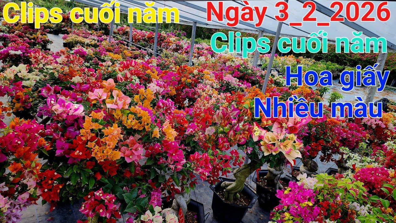 Thứ Ba 3_2 cây nhiều màu lung linh đế to quái ☎️0842 611 244. CTMT 