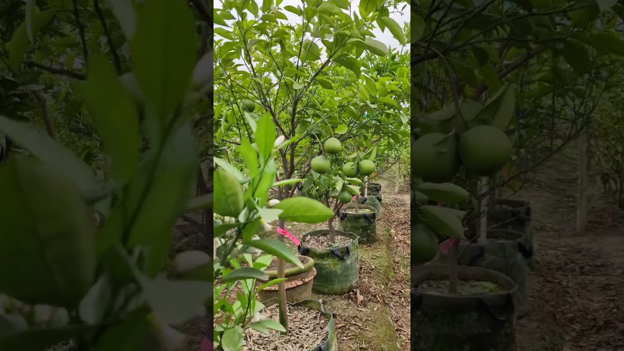 spray sedule at fruiting stage