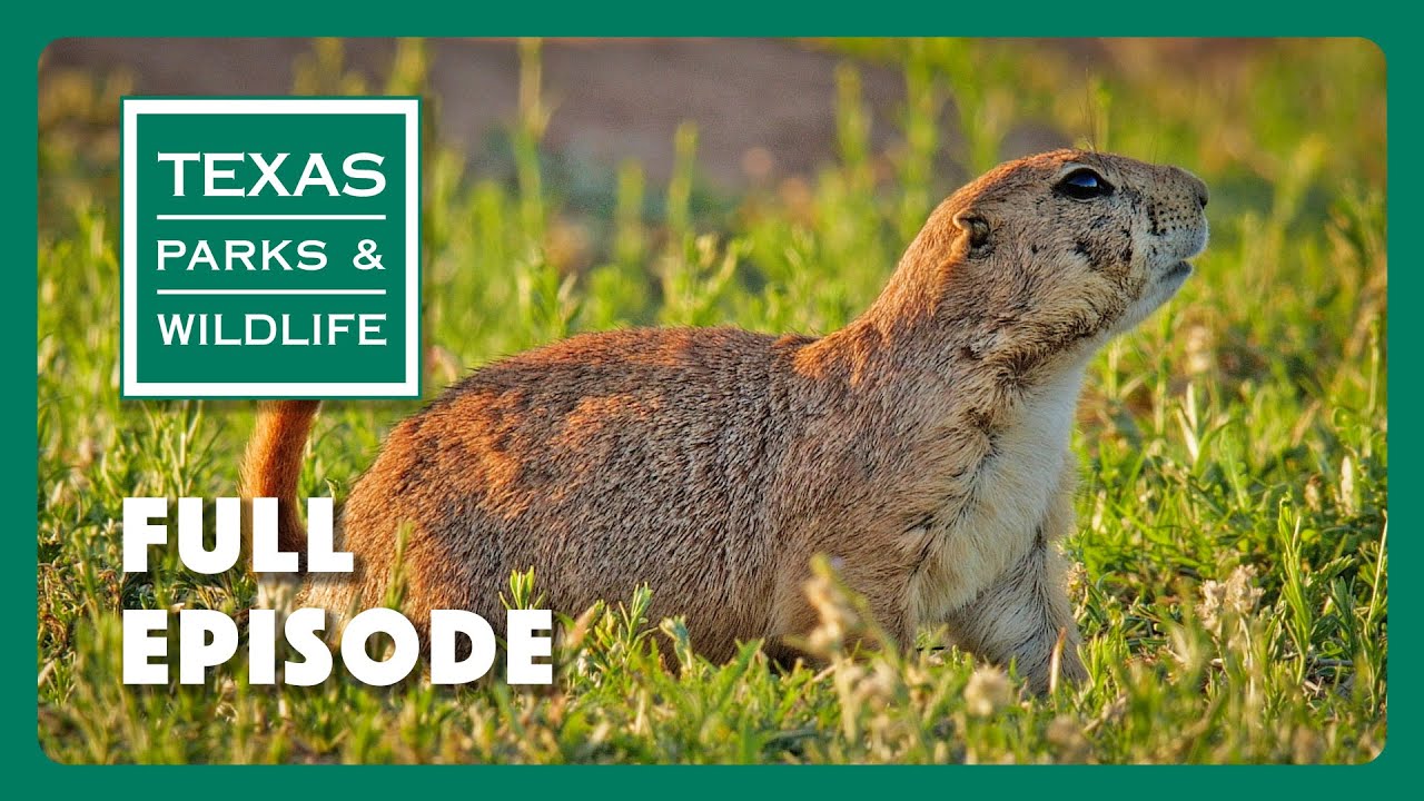 PBS Show - Prairie Dog Ranch & More