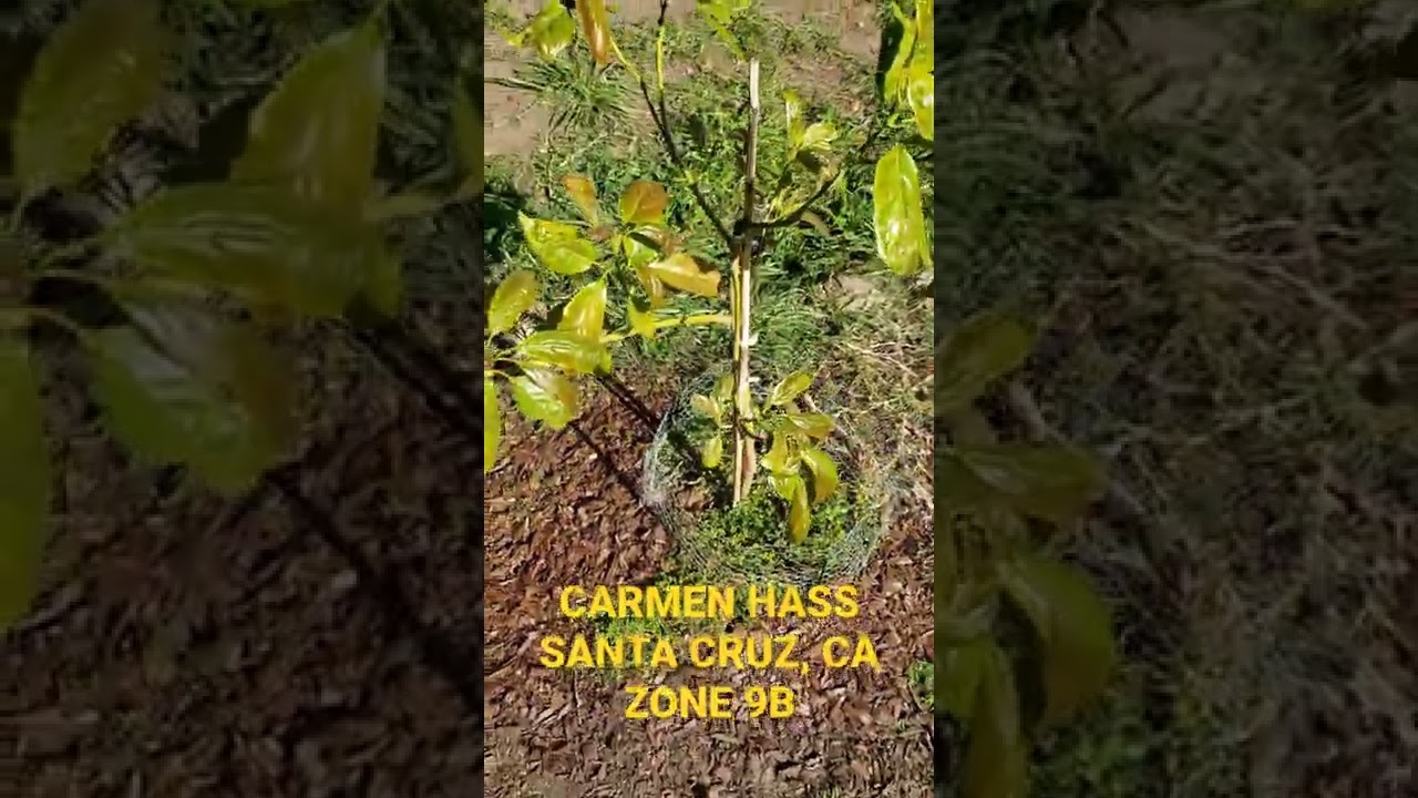 CARMEN HASS AVOCADO SANTA CRUZ CA ZONE 9B TRANSPLANTED APRIL 2021