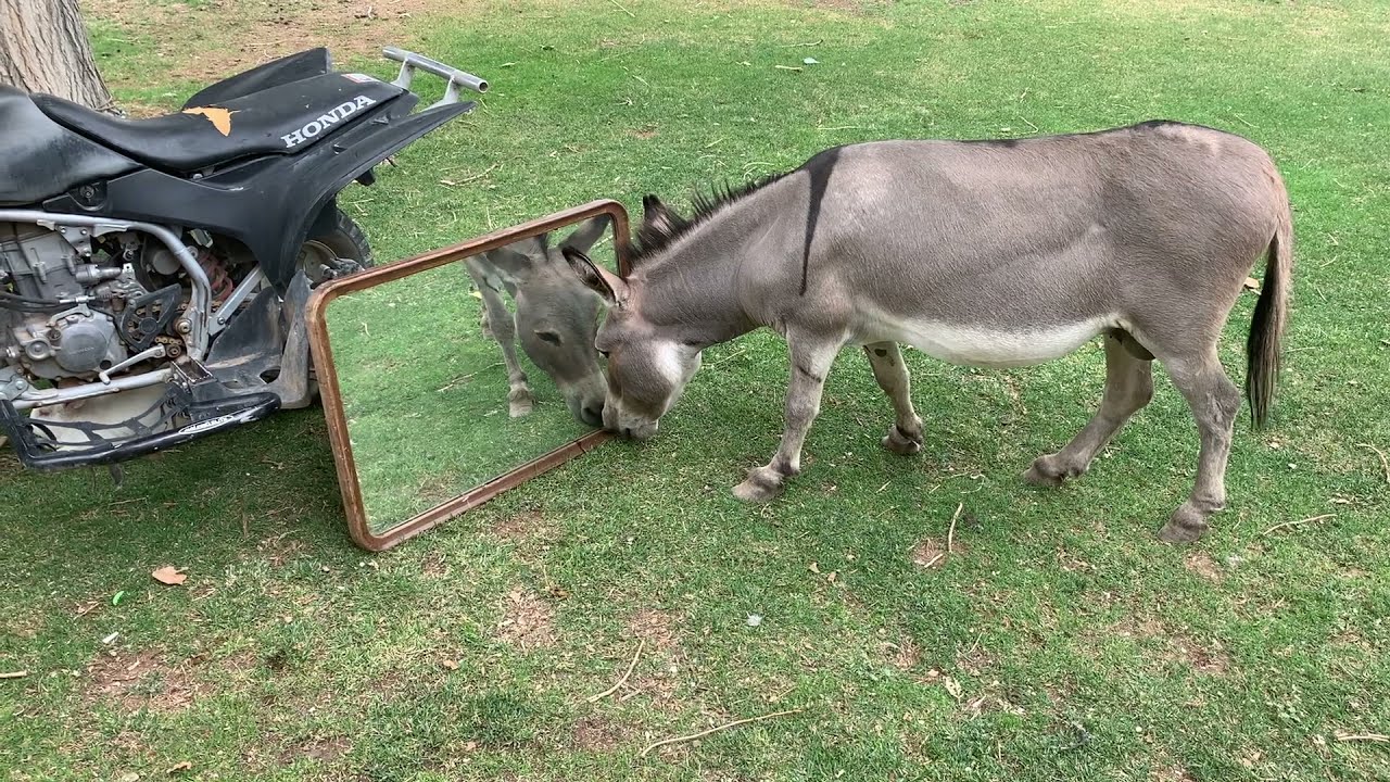 Donkey reacts to itself in the mirror!