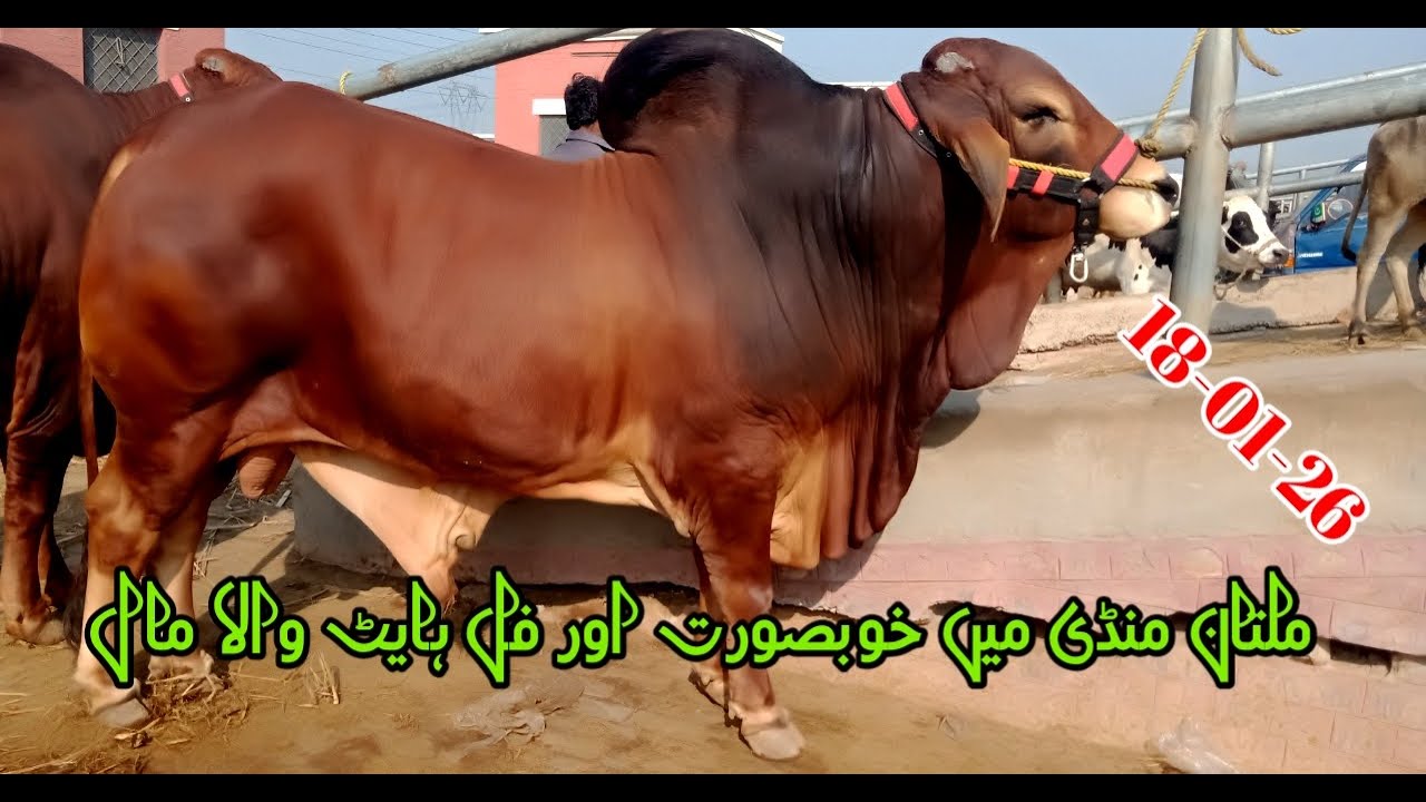 Multan Mandi my Aya Khubsurat OR Heavy Mall Lajawab Haseen Bachry Rate Phaly Sy Munasib