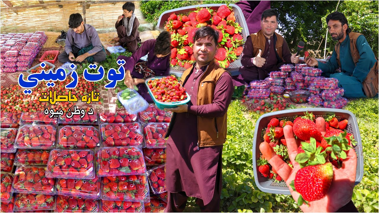 Fresh Strawberry Harvest | Local Produce |توت زمیني تازه حاصلات د وطن میوه