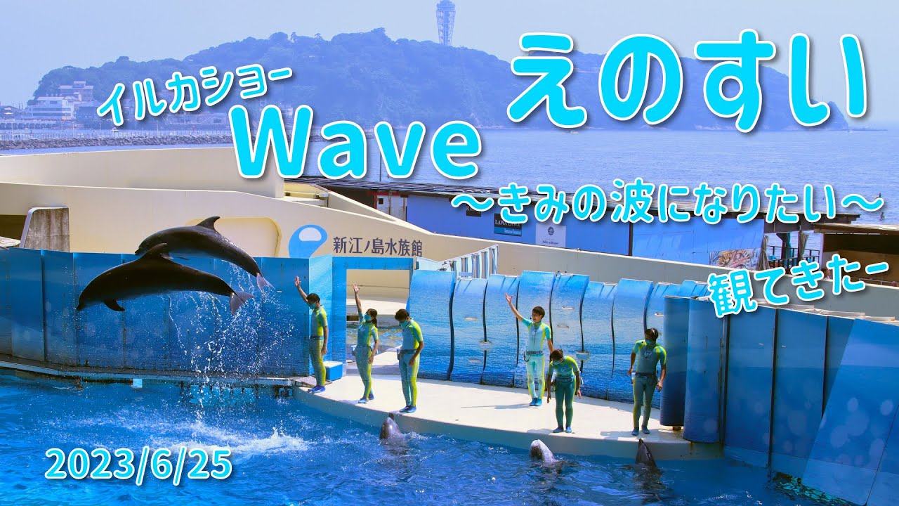 【イルカショー】新江ノ島水族館 Waveイルカショー 2023/6/25 見てきたー!! dolphin show【えのすい】
