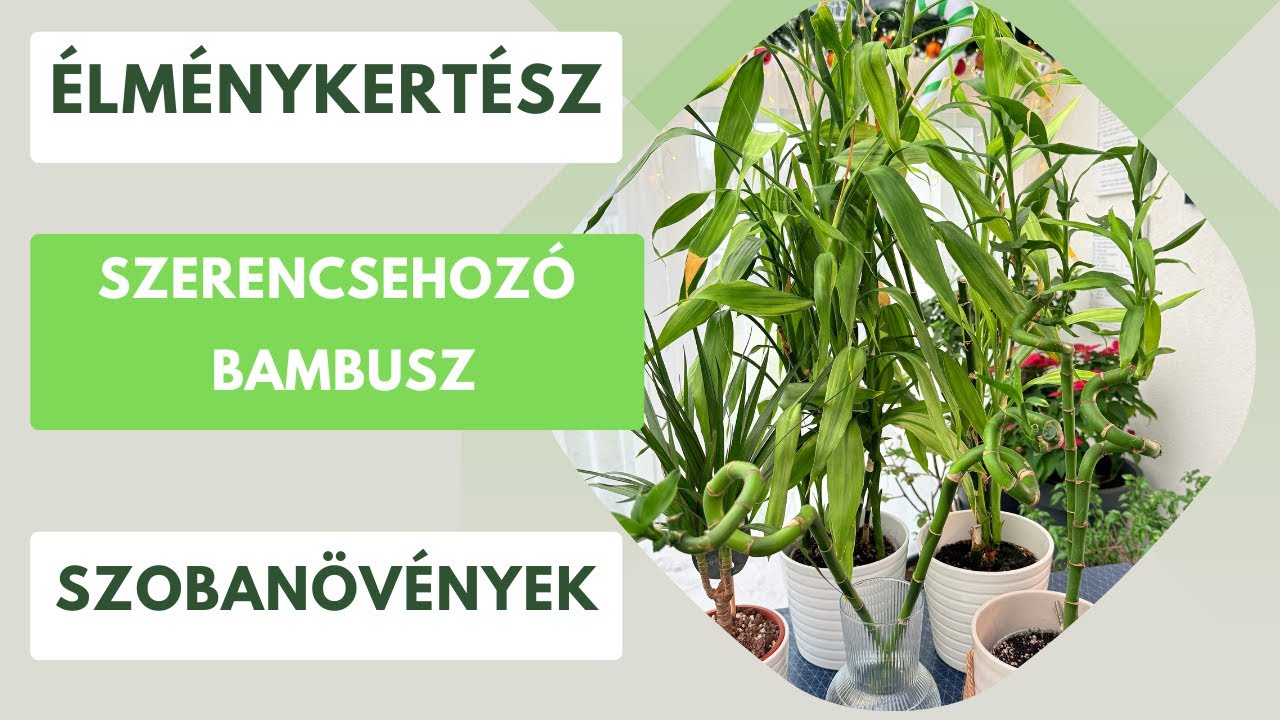 Szerencsehozó bambusz: Igaz, vagy hamis?🎋- Nem is igazi bambusz! Na de akkor pontosan mi?🎍