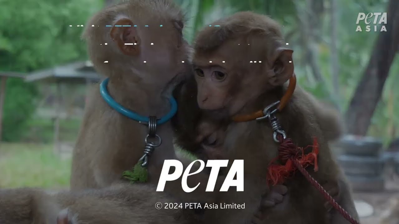 Baby Monkeys Chained, Isolated, and Broken in Spirit Inside &lsquo;School of Horrors&rsquo;