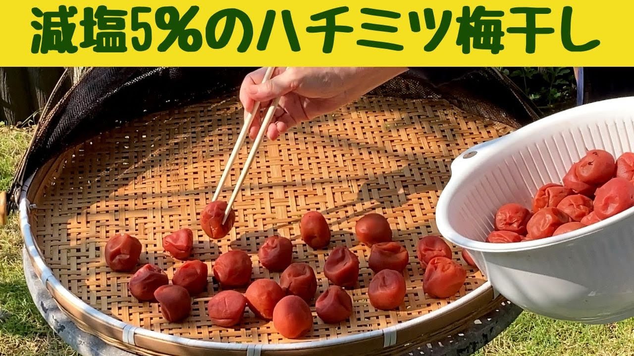 減塩5％のハチミツ梅干し/２０２３年版　今年は３キロの梅を減塩5％で作ってみました。赤紫蘇入り/Japanese home cooking