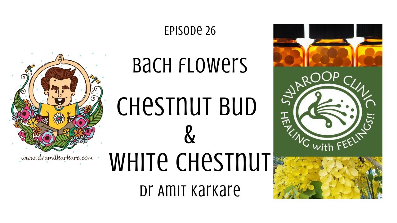Bach Flowers - Episode 26 : CHESTNUT BUD & WHITE CHESTNUT
