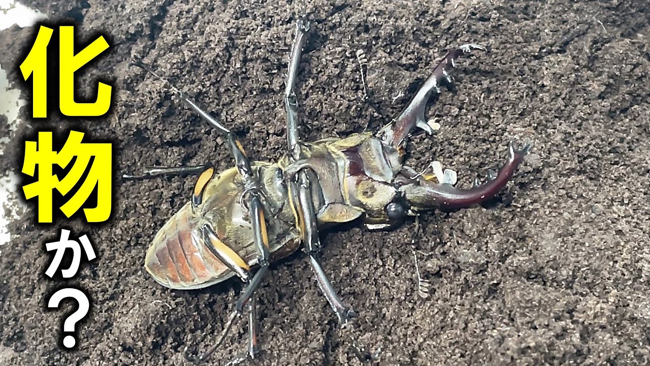 デカくね？羽化させたミヤマクワガタを掘り出してみたところ…（くろねこチャンネル）
