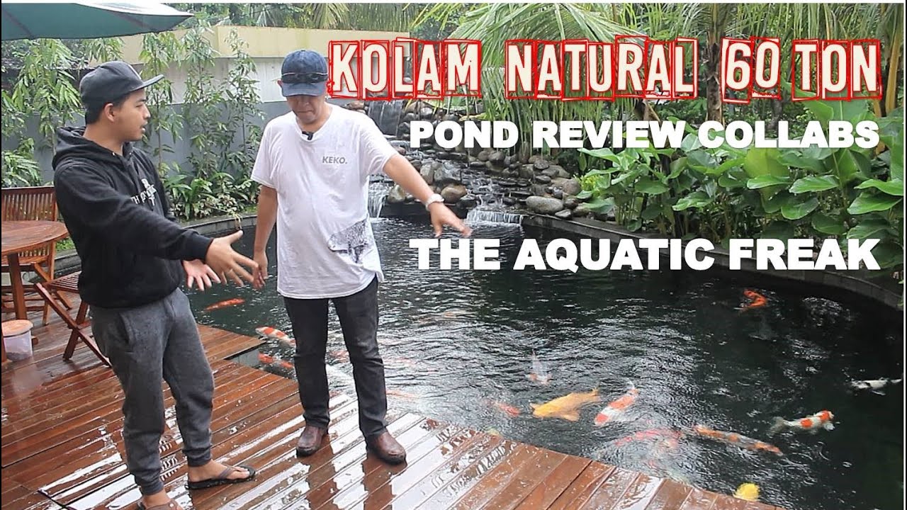 KOLAM KOI NATURAL | Pond Review, Kolaborasi KEKO denganTHE AQUATIC FREAK | Tutorial Kolam Koi (24)
