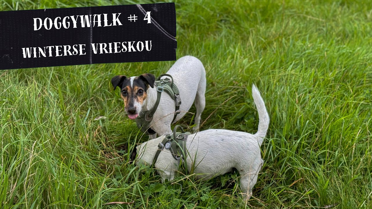 Doggy Walk | Winterse ASMR Wandeling in de ijzige kou, wandeling langs het water.| 30 min.