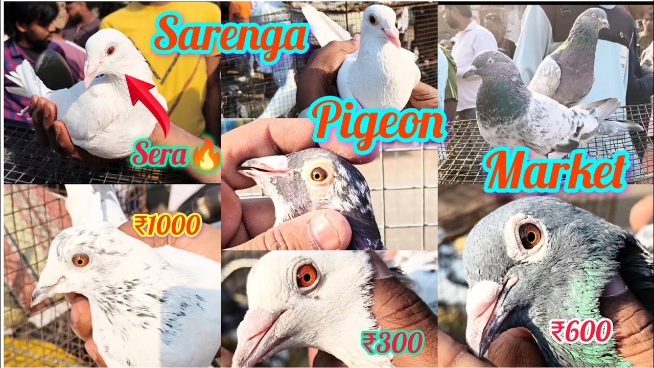 Saranga Cheapest & high Quality flying Giribaz & Madras Pigeon Sell || সবচেয়ে বড় সস্তা পায়রার হাট