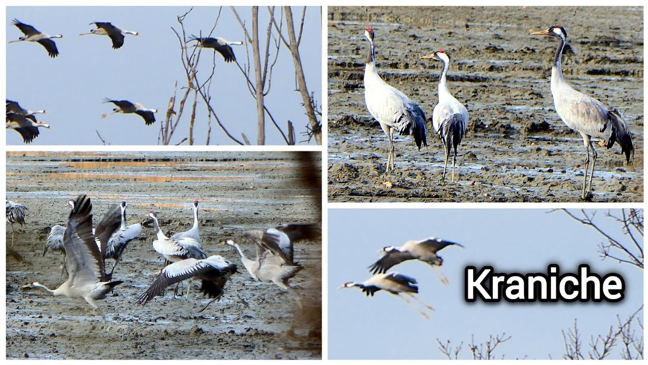 Wunderbare kurze Momente mit diesem anmutigen Vogel, dem Kranich am 14.12.2025