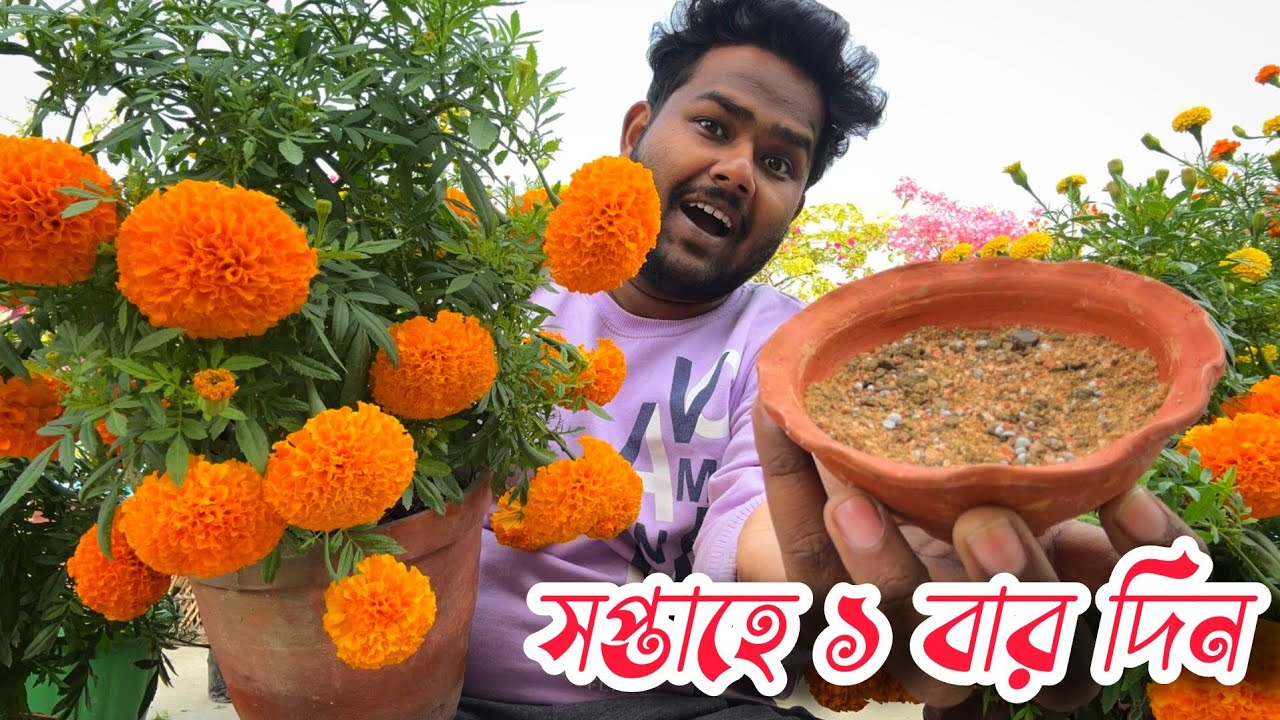 গাছ ভাঙা ইনকা গাঁদা ফুল পেতে প্রতি সপ্তাহে এই খাবার প্রয়োগ করুন - গাছ ভর্তি হয়ে ফুল থাকবে