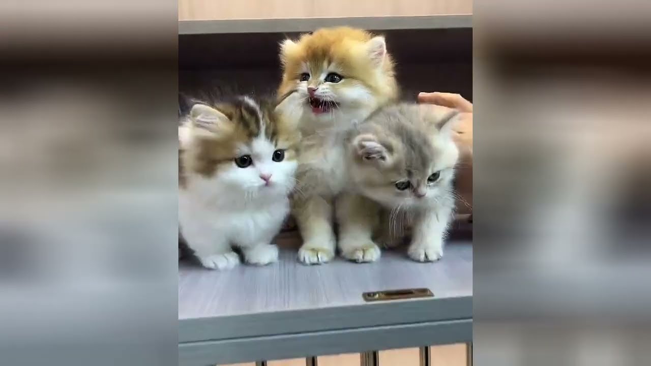 Lovely little cats are sure to make you feel happy