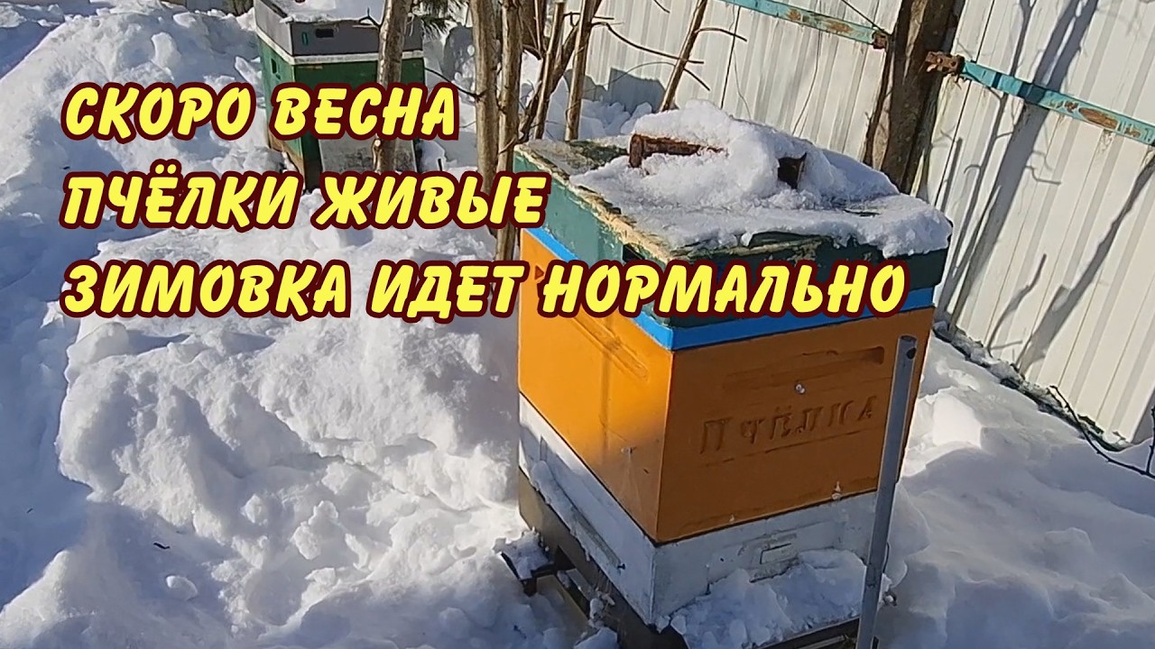 пчеловодство скоро весна пчёлки живые зимовка идет нормально