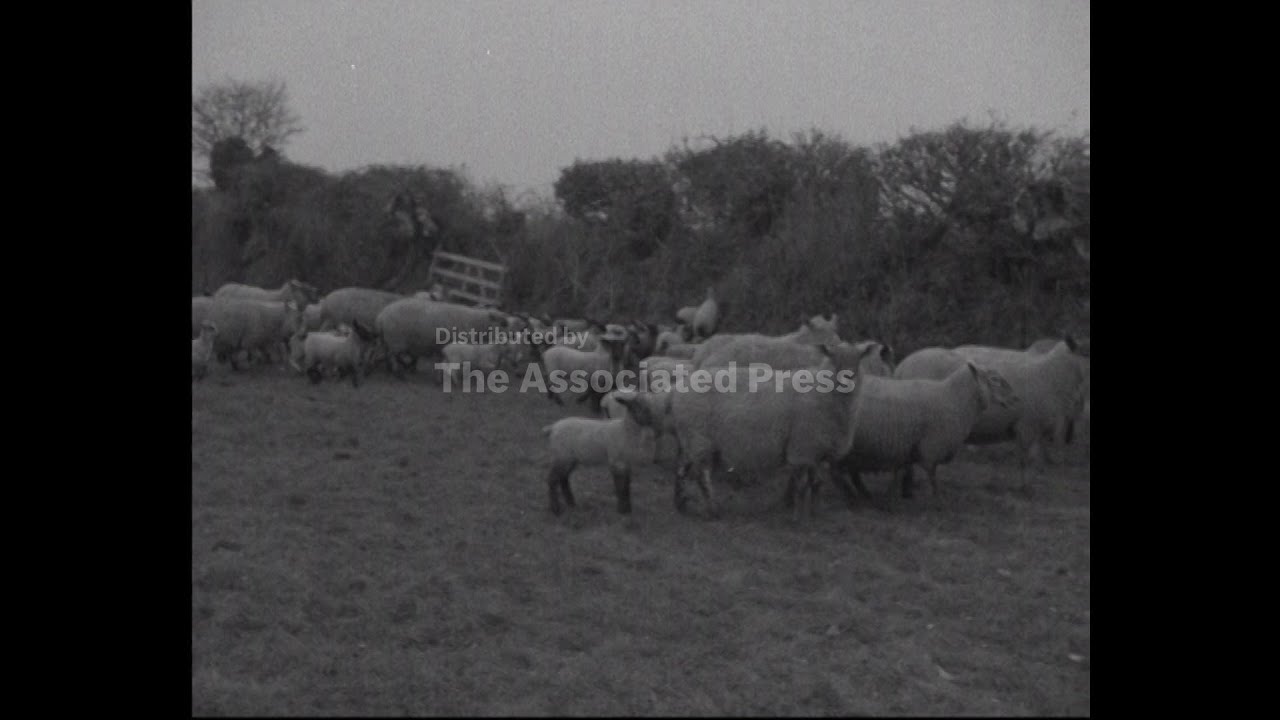 SPRING LAMBS  - NO SOUND