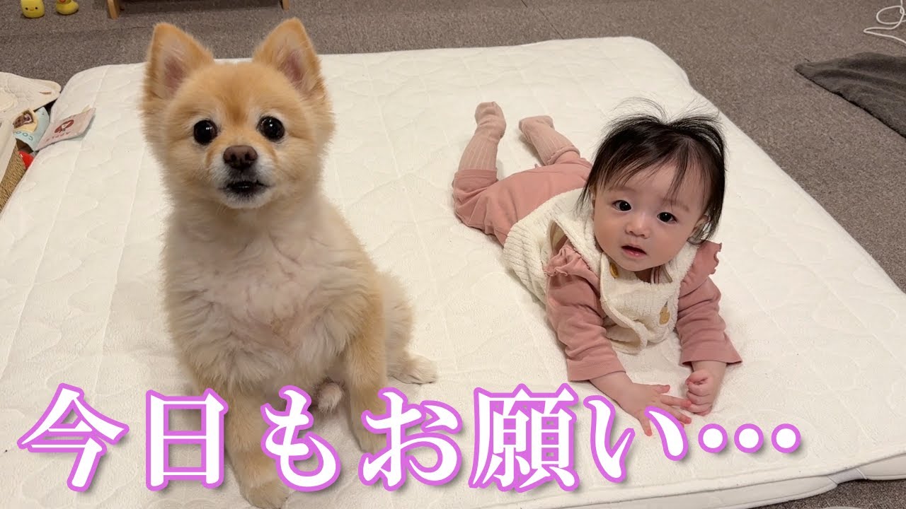 ポメラニアンと赤ちゃんの夜のルーティンが可愛過ぎました…笑