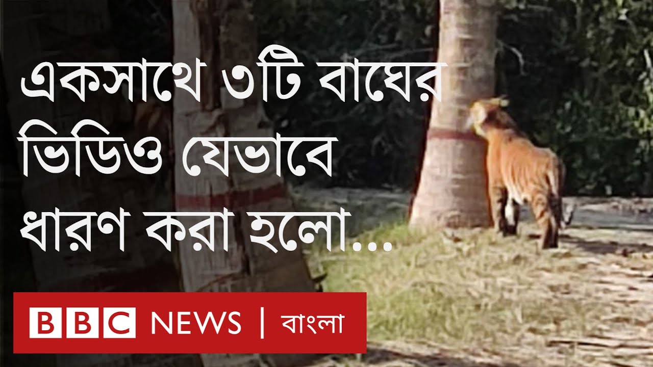 সুন্দরবনের শরণখোলা রেঞ্জে একসাথে তিনটি বাঘ