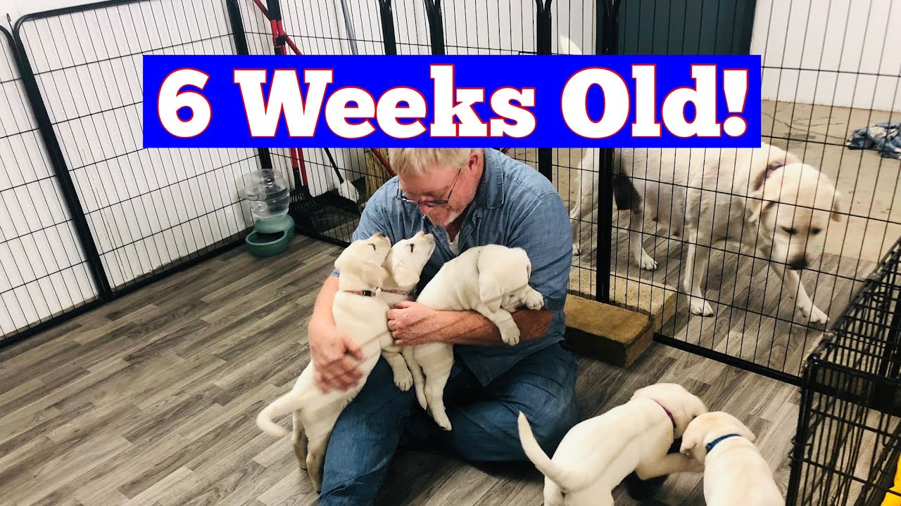 Labrador Puppies 6 Weeks Old!