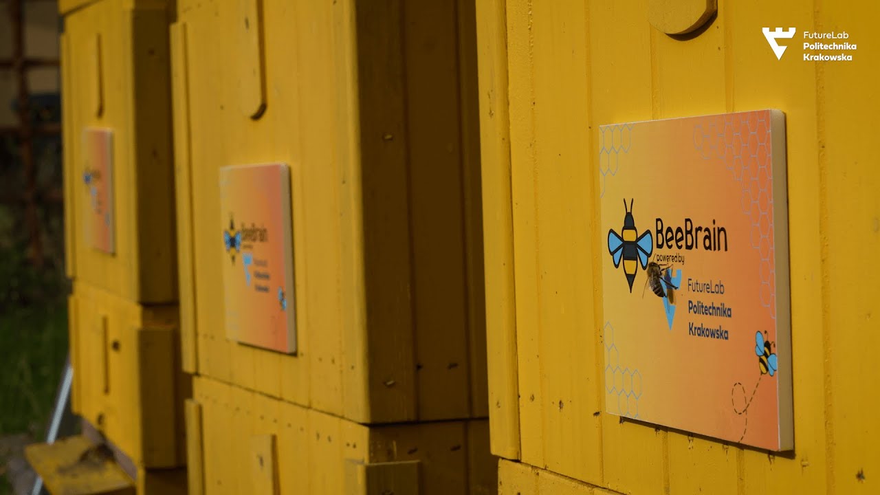 BeeBrain - technologia na ratunek pszczołom